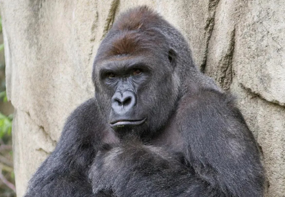 Harambe Video And The Causes Of Harambe Death Harambe Video And The Causes Of Harambe Death