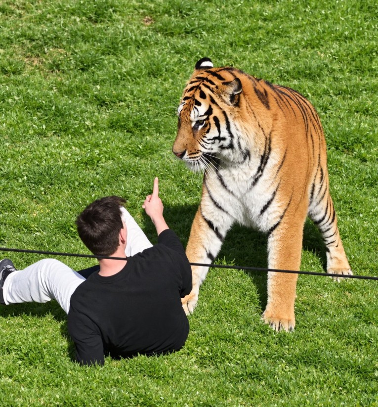 Man Mauled By Tiger Attack Yorkshire Wildlife Park Full Video in Enclosure